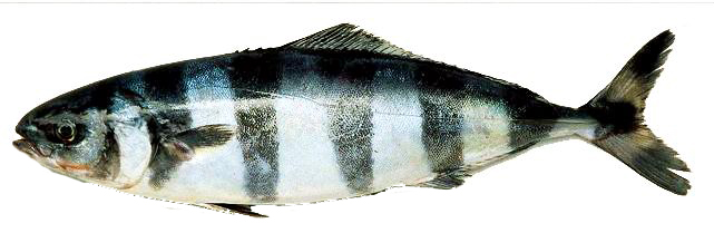 Naucrates ductor_003